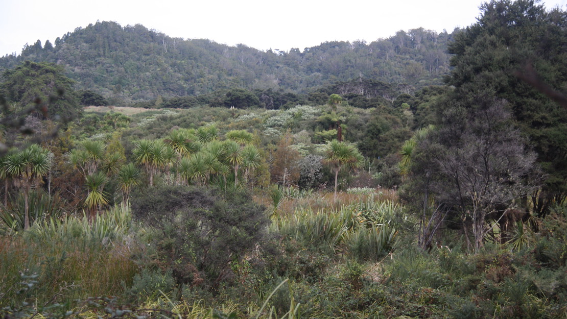 Pae o te Rangi wetland.