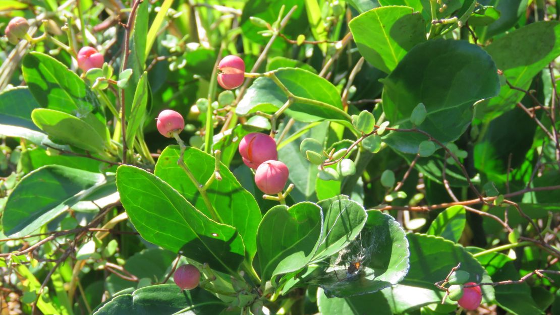 Spindle Tree Spring Japanese spindle tree