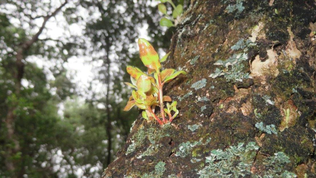 Showing an image of myrtle rust.