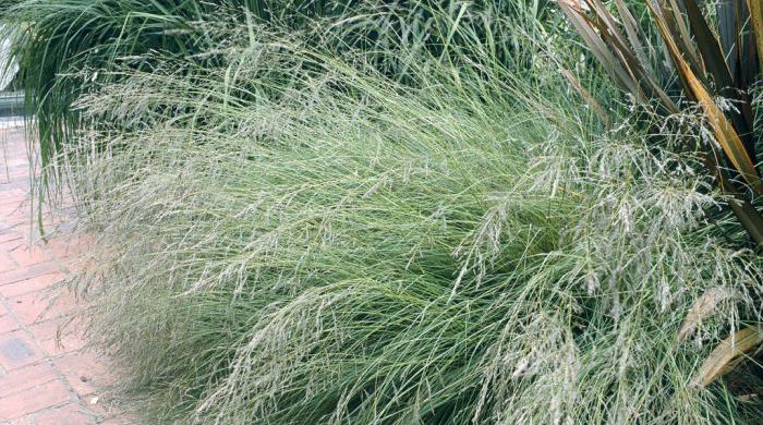 Wild bush by pavement of African Love Grass.