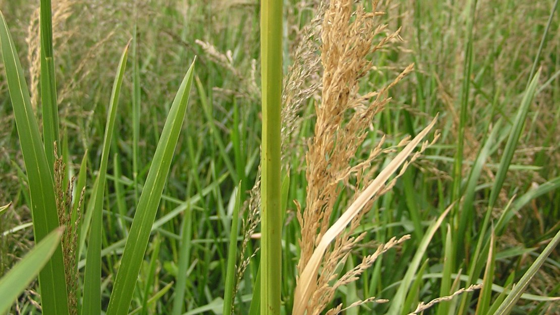 Reed sweet grass