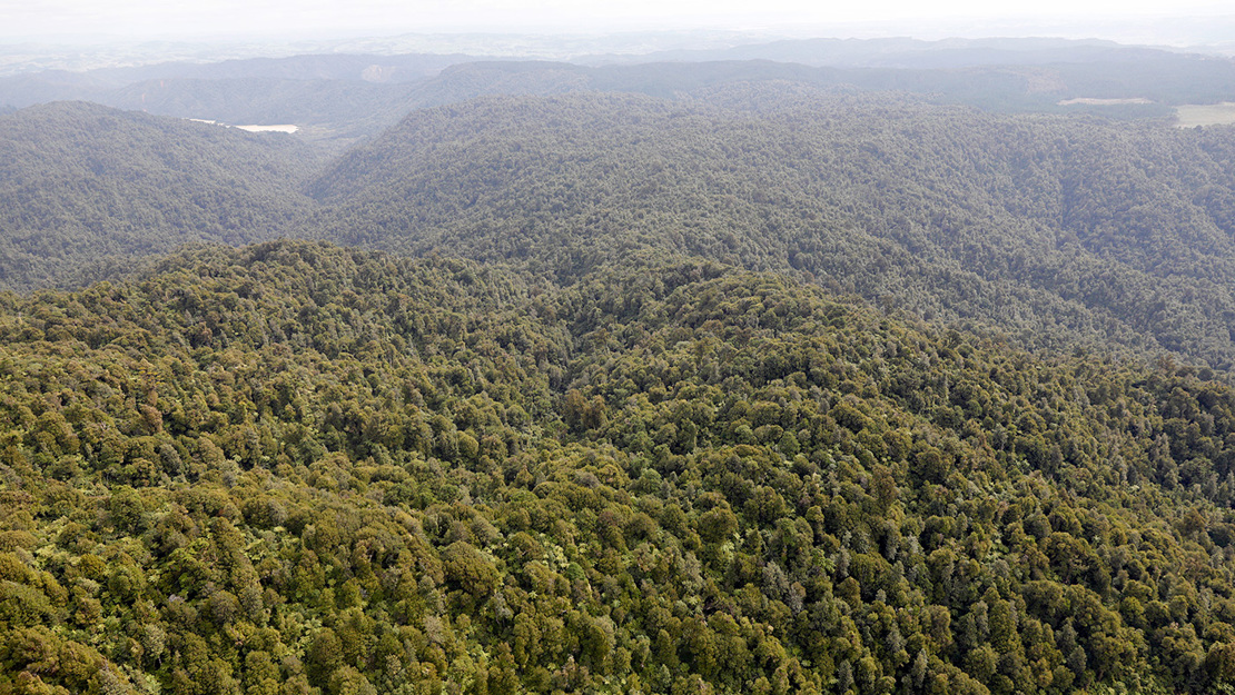 KMA-Piggots forest.