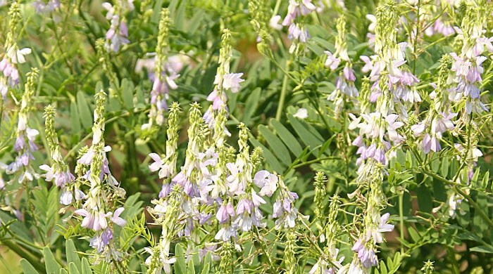 Wild Goats Rue Goat's rue