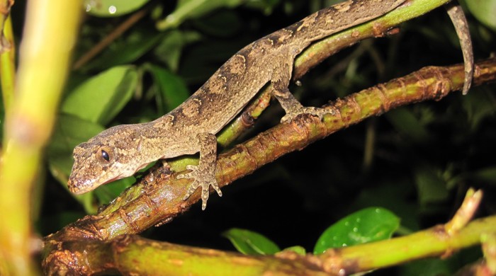 Mokohīnau gecko in a shrub.