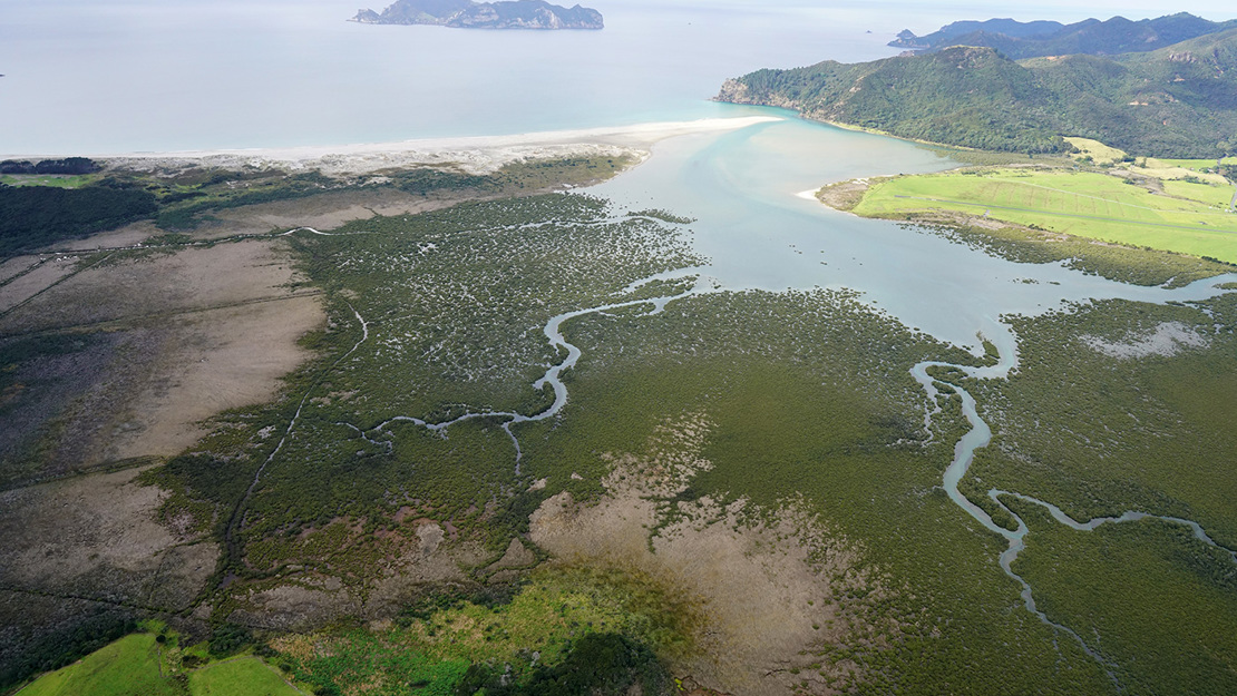 Whangapoua coastal wetland and dune.