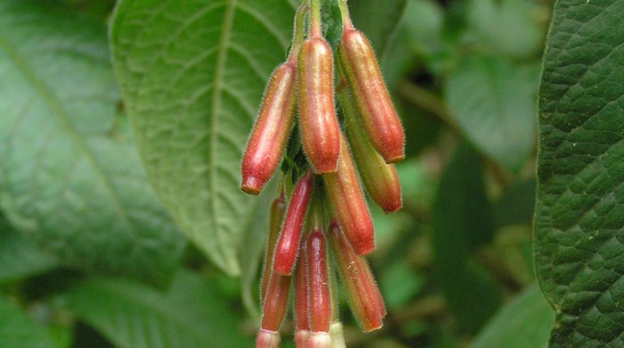 Close up of Bolivian fuchsia flowers showing buds.