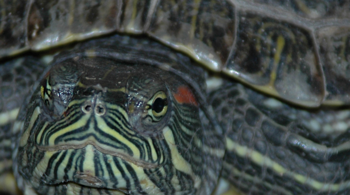 Red Shell Turtle Red-eared slider turtle