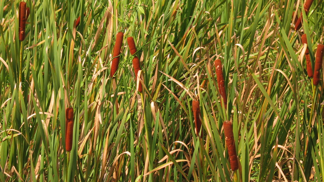 Common Reed Mac Great reedmace