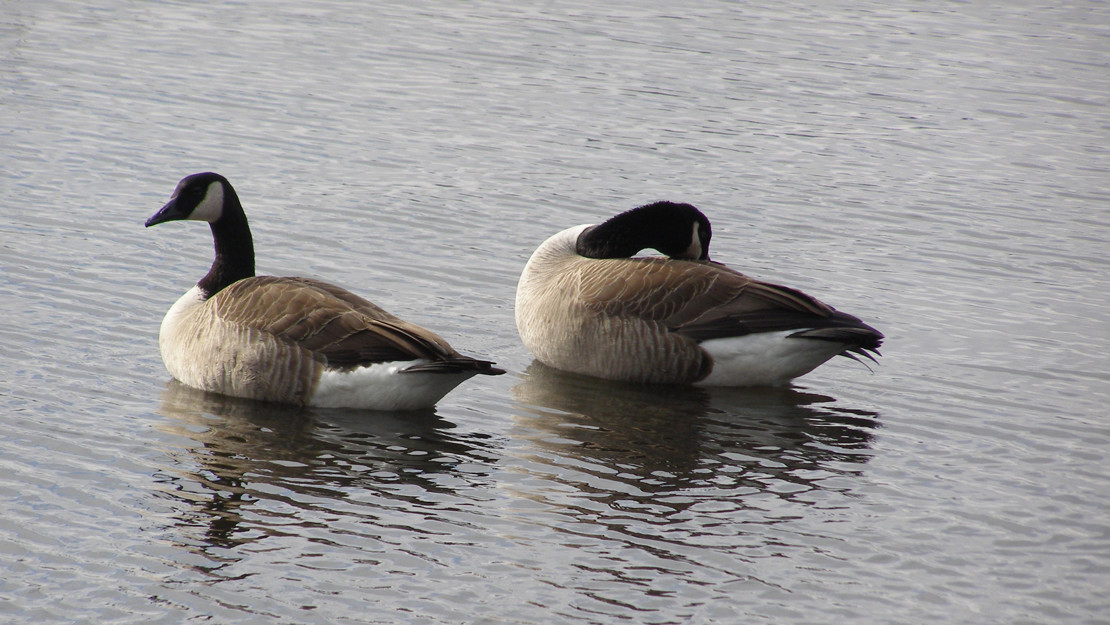 A pair of Canada geese chilling on a lake.