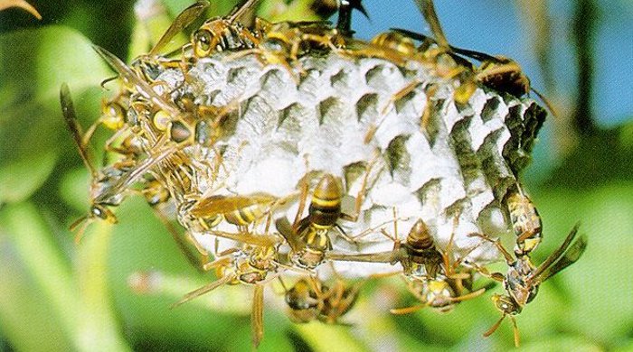 Australian paper wasps climbing over a honeycomb.