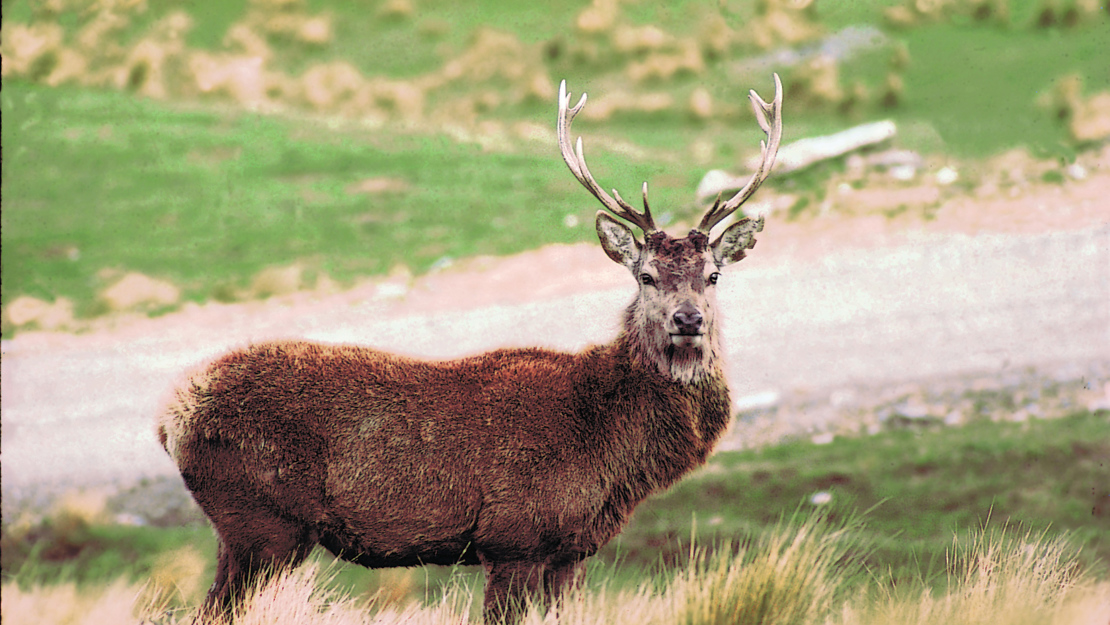 A feral deer with curved antlers.