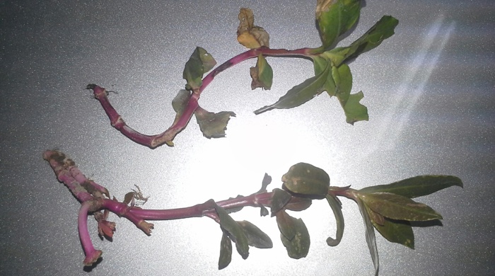 Two branches of alligator weed on a table top.