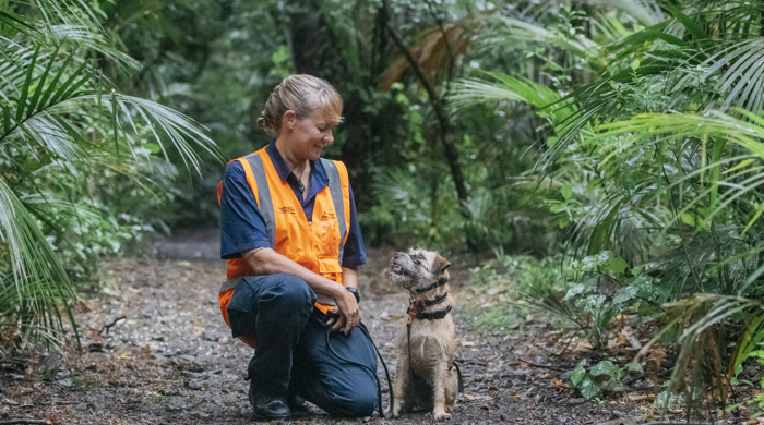 An Auckland Council dog handler kneeling on a bush-track, smiling at the conservation dog sitting on a lead beside her