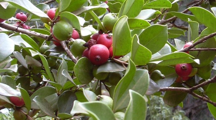 Close up of Red Guava fruit beside immature fruit.