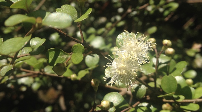 A close up photo showing the fluffy white flower of a plant.