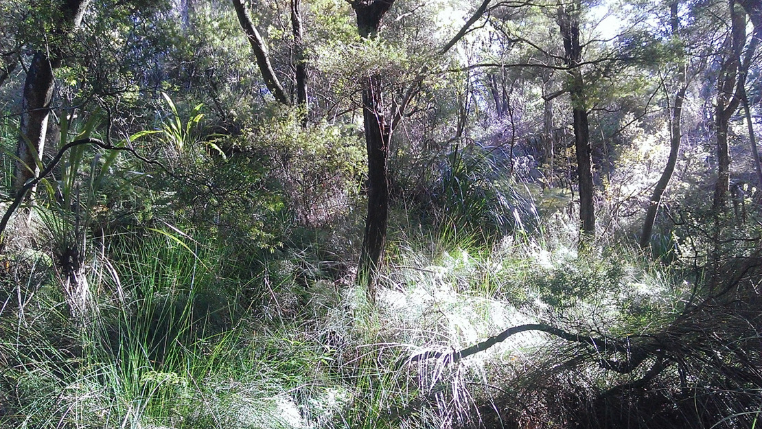 A section of forest in Gittos Domain with sunlight streaming in.