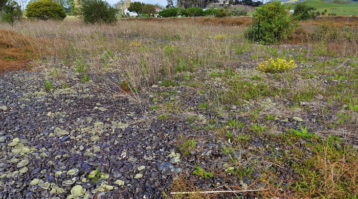 Pohuehue growing at the stonefields.