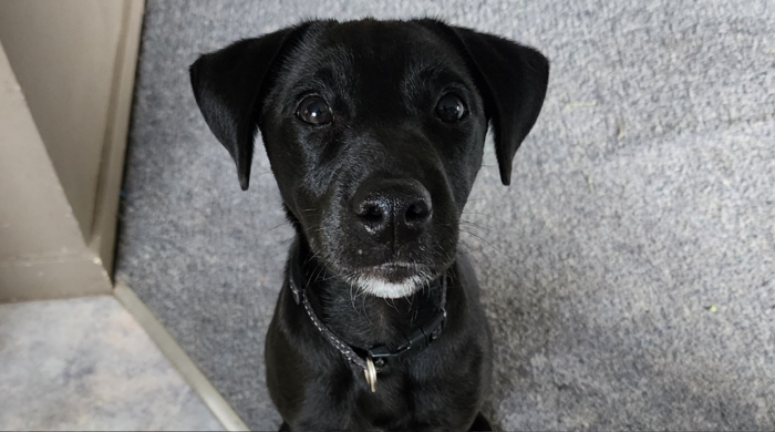 Portrait of Auckland Council conservation dog Ronnie - a black Fox terrier