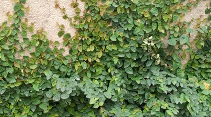 Photo showing Creeping Fig
